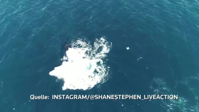 Erfolgreicher Angriff: Orcas attackieren Buckelwale