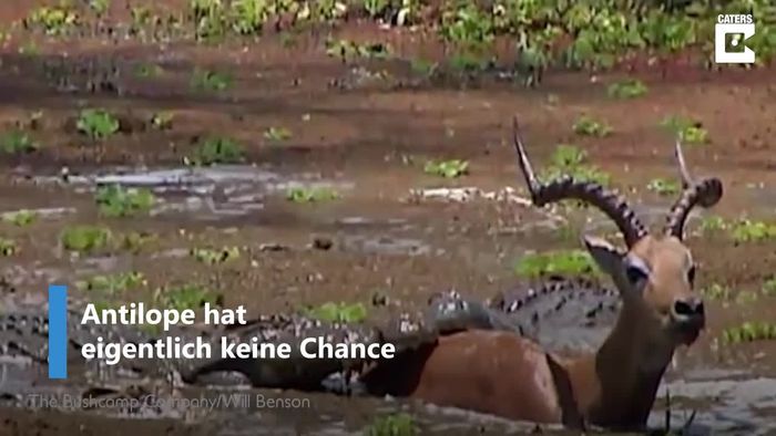 Von Krokodilen umzingelt: Antilope hat keine Chance - und nutzt sie