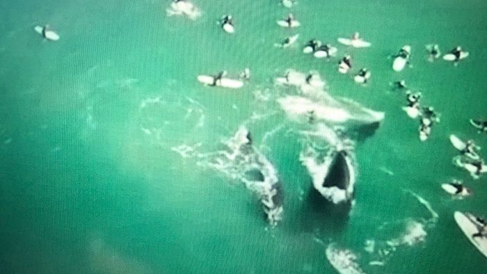 Wal-Angriff vor Küste Australiens: Zwei Schwimmerinnen verletzt