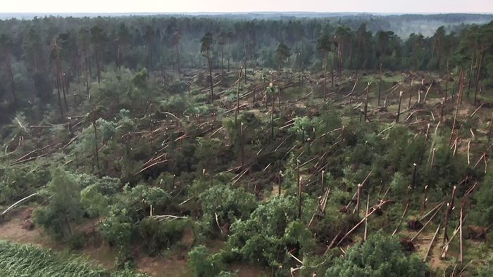 Mehrere Fallböen haben am Montagnachmittag einen ganzen Wald zerstört.