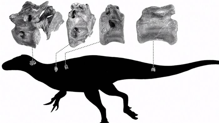 Verwandte des T-rex: Neue Dinosaurierart entdeckt