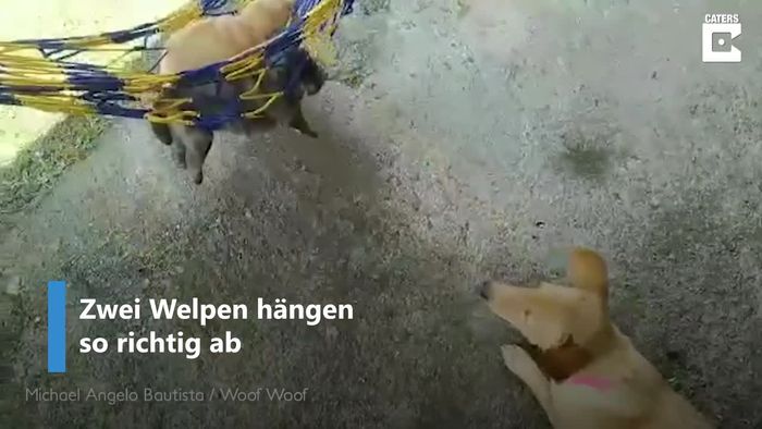 So süß: Hundemama wiegt Welpen in Hängematte in Schlaf