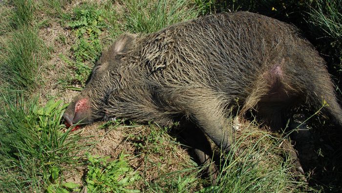 Wildschwein infiziert: Afrikanische Schweinepest in Deutschland angekommen