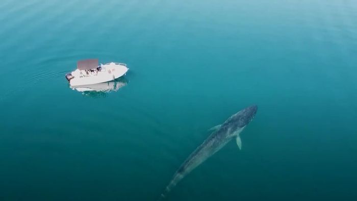 Seltene Sichtung: Finnwal vor Kroatien aufgetaucht