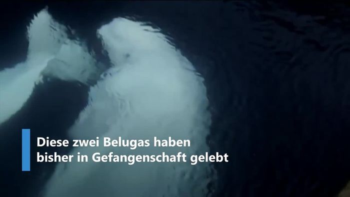 Aus Aquarium befreit: Belugawale lernen Leben im Ozean