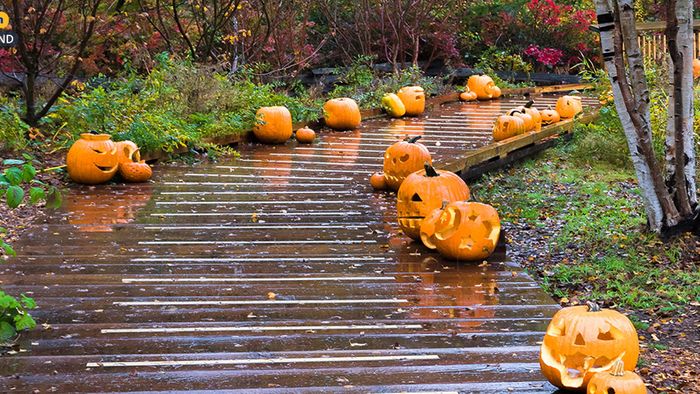 Wetter 16 Tage: Passend zu Halloween - Schauriges Oktoberende