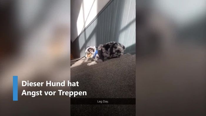Treppen-Phobie: Hund bezwingt Stufen nur rückwärts