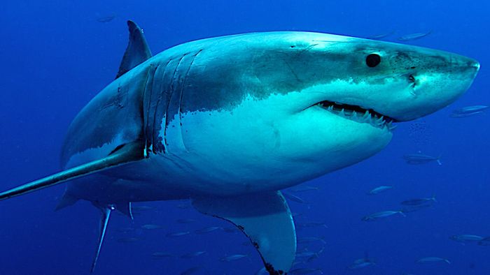 Warnsignal! Hai-Population vor Kalifornien verdreifacht