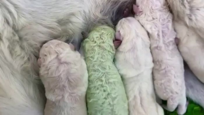 Grünes Hunde-Baby geboren