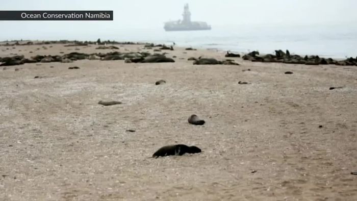 Massenhaftes Robben-Sterben gibt Rätsel auf