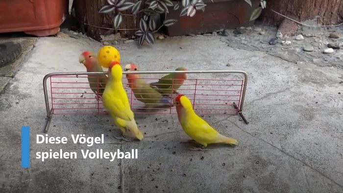 Social Media-Stars: Papageien spielen Volleyball