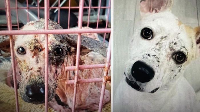 Von Straße gerettet: Unglaubliche Verwandlung dieses Hundes