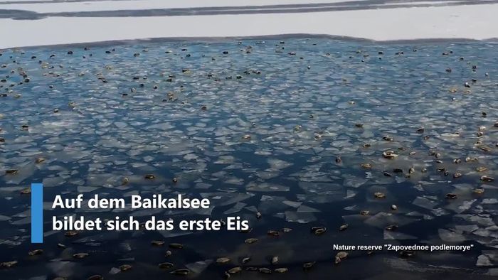 Tausende Robben genießen bereits den Winter