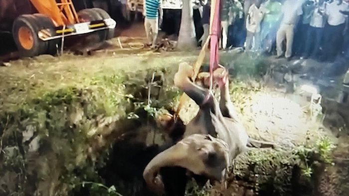 Sturz in Brunnen: Junger Elefant nach 16 Stunden gerettet