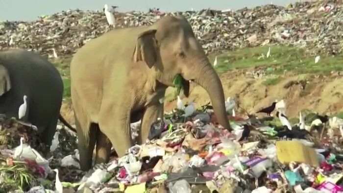 Wie traurig! Elefanten müssen auf Müllkippe nach Essen suchen