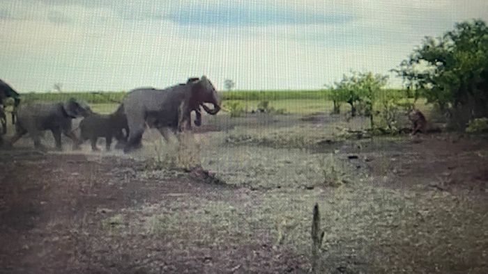 Elefanten gegen Löwen: Showdown in der Savanne