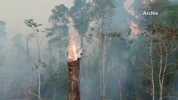 Regenwaldzerstörung in Brasilien geht unvermindert weiter
