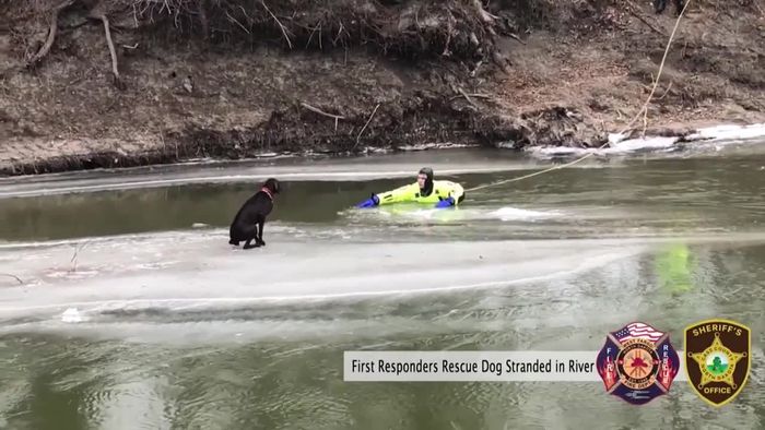 Auf Eisscholle gefangen: Verängstigter Hund aus Fluss gerettet