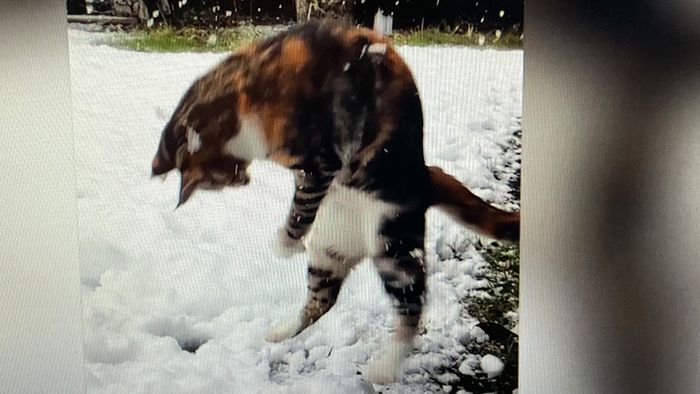 Verwirrter Stubentiger: Kätzchen erlebt ersten Schnee