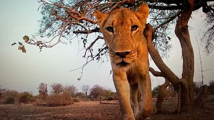 Löwin macht sich über GoPro-Kamera her