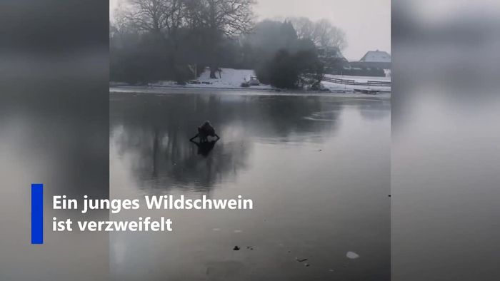 Schleswig-Holstein: Wildschwein verzweifelt auf zugefrorenem See