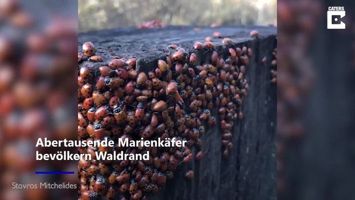 Frühlingsboten: Abertausende Marienkäfer treffen sich zur Paarung