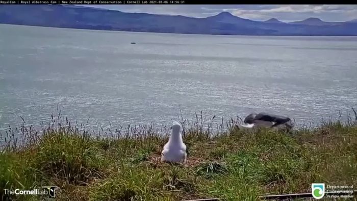 Albatross legt Bruchlandung hin