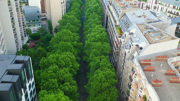 Bäume in Städten sind sehr wichtig für uns.