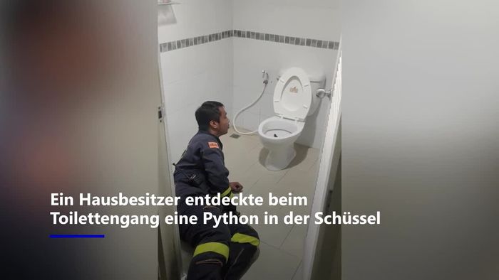 Am Po gestoßen: Tödliche Python in Toilette entdeckt