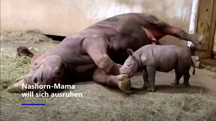 Nashorn-Mama will schlafen – doch Baby hat andere Pläne