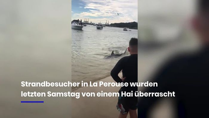 Schreck am Strand: Hai überrascht Badegäste