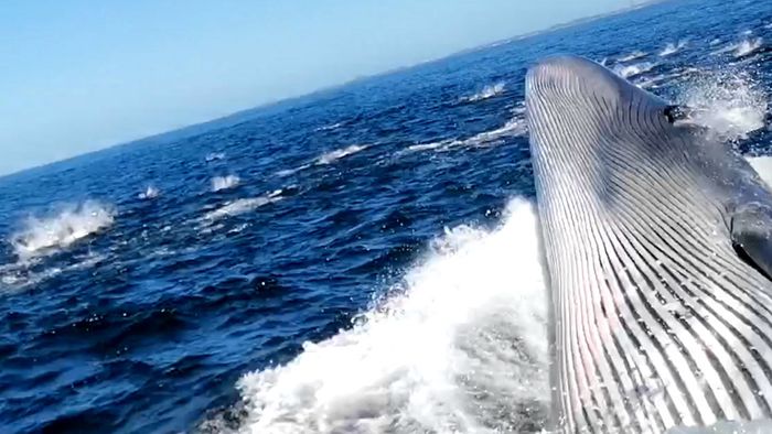 Wal rammt Ausflugsboot - dann wird es kritisch