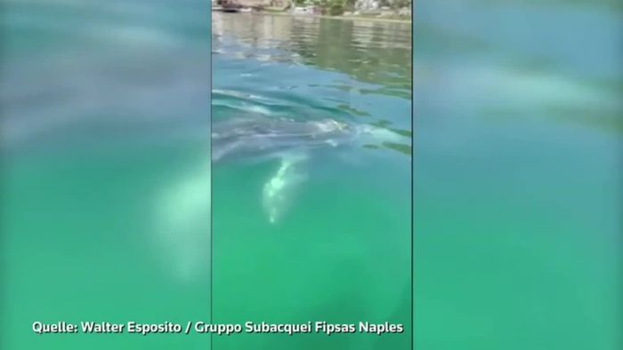 Grauwal verirrt sich nach Neapel