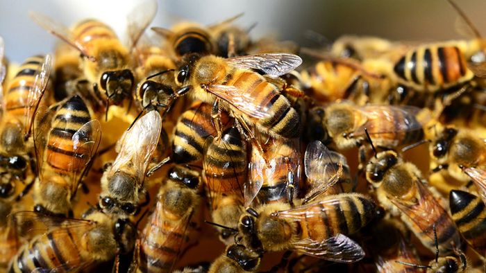 Beim Rasenmähen: Mann stirbt nach Bienen-Attacke