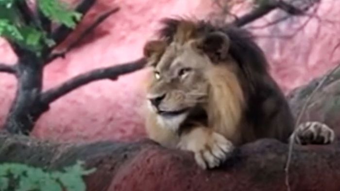 Corona-Pandemie: Acht Löwen in Zoo positiv getestet