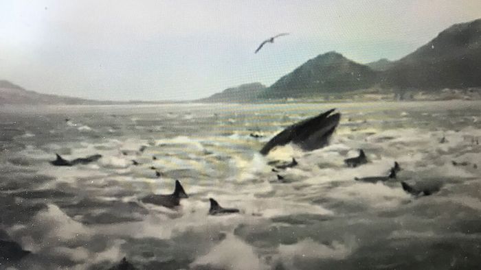 Riesige Delfinschule und Wal umzingeln Angler
