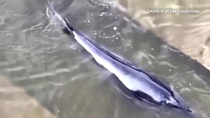 Wal aus der Themse geborgen