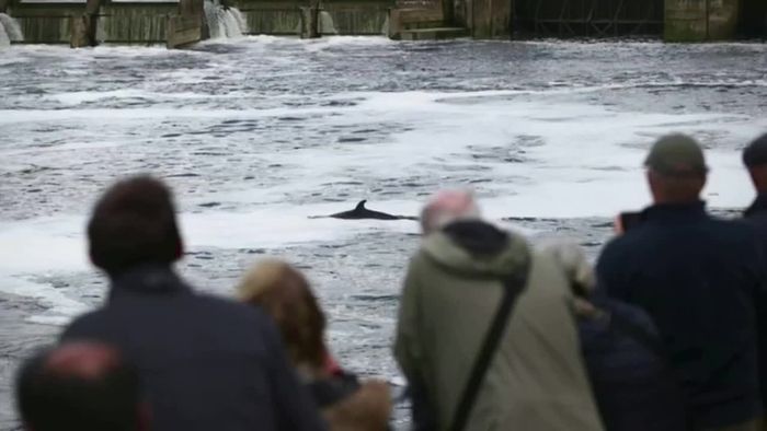 Schon wieder in Themse geschwommen: Wal bereitet Sorgen