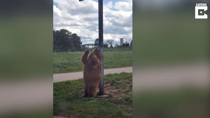 Bären-Poledance: Grizzlybär lässt die Hüften schwingen