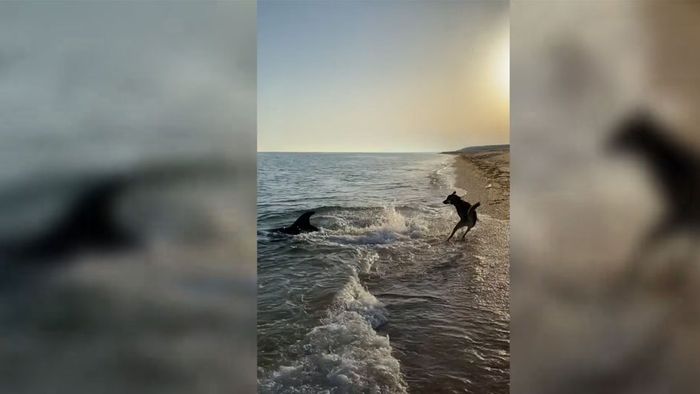 Ungewöhnliche Begegnung: Delfine spielen mit Hund