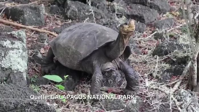 Ausgestorbene Riesenschildkröte wieder quicklebendig