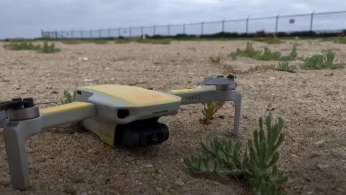 Tausende Brutplätze verlassen: Drohne richtet ökologisches Desaster an