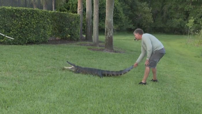 Frau rettet Hund vor Alligator – und wird selbst zur Beute