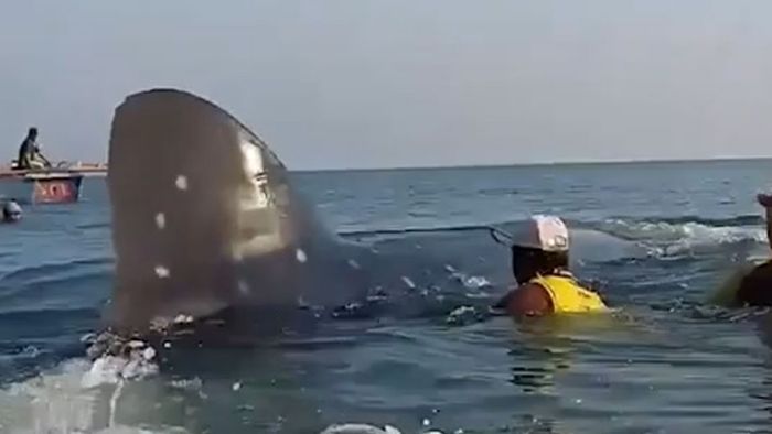 Retter befreien riesigen Walhai aus Fischernetz
