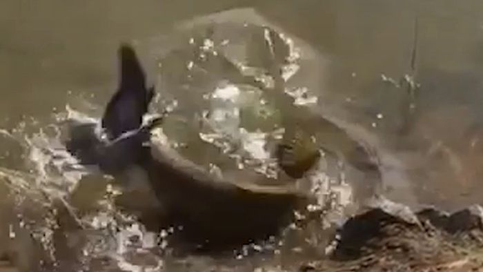Spektakulär: Taube entkommt Fisch in allerletzter Sekunde