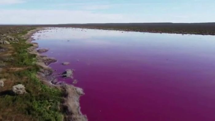 Bisher unbekanntes Phänomen: Seen färben sich pink