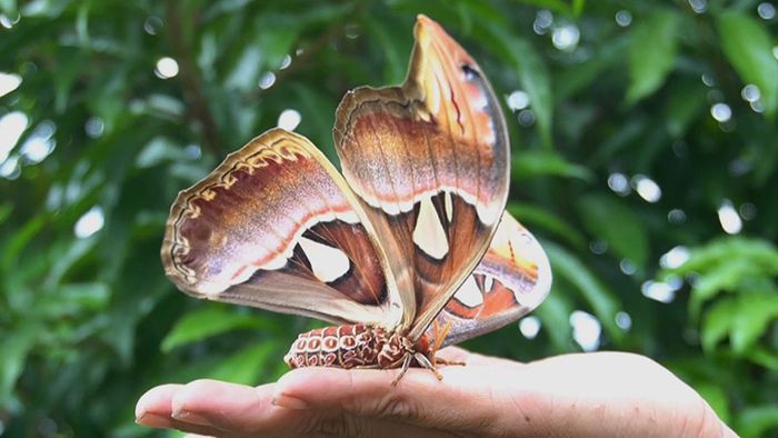 Riesen-Schmetterling: Dorfbewohner entdecken Atlasspinner