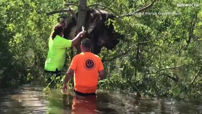 Überflutungen durch Hurrikan IDA: Kuh muss von Baum gerettet werden