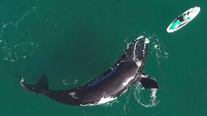 Atemberaubende Begegnung: Neugieriger Wal erkundet Paddleboard