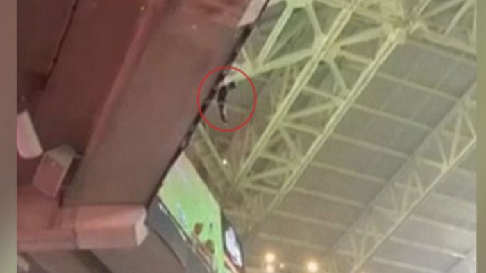 Katze schwebt in Footballstadion in Lebensgefahr – die Fans reagieren sofort